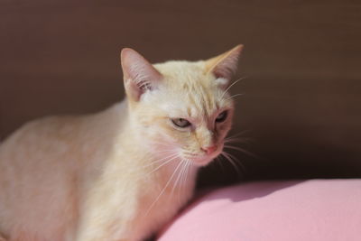 Close-up portrait of a cat