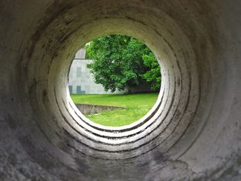 Full frame shot of tree trunk