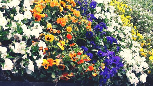 High angle view of purple flowering plants