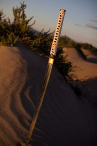 Close-up of plant on sand at beach against sky