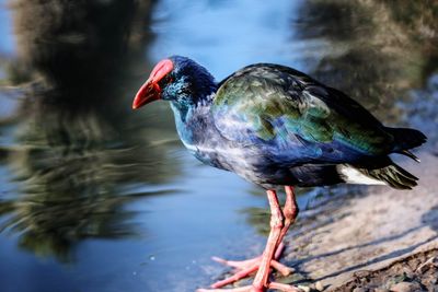 Close-up of bird perching on a lake