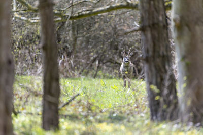 View of a forest