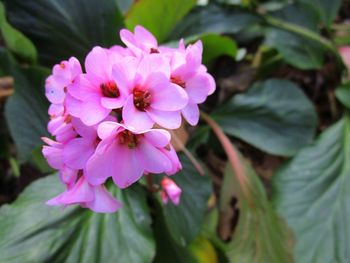 Close-up of bee on pink flower