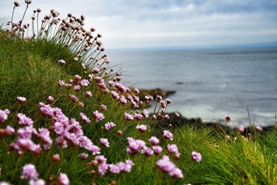 Flowering plants by sea against sky