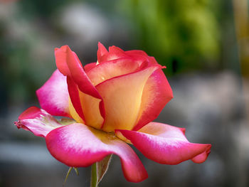 Close-up of pink rose