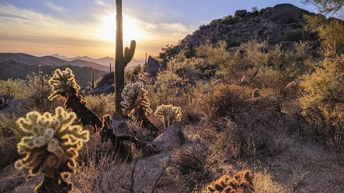 Plants growing on land against sky during sunset