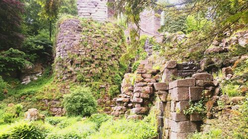 View of trees in forest