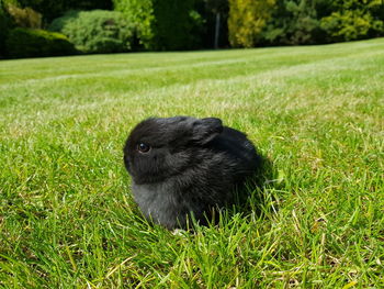 Black netherland dwarf bunny rabbit