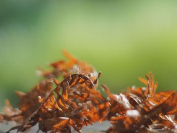 Close-up of plant