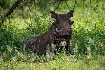 Wild boar on grassy field