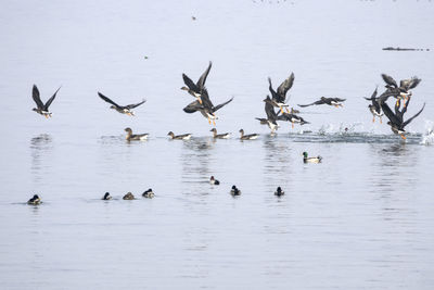 Birds flying over lake against clear sky