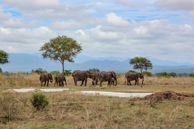 Wild african elephants in mikumi national park in tanzania in africa