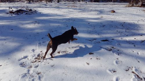 High angle view of dog on snow field