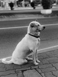 Dog looking away while sitting on footpath