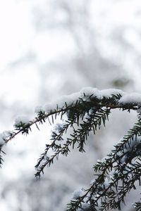 Low angle view of bird perching on tree during winter