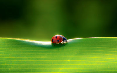 Close-up of ladybug on leaf