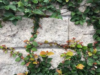 Close-up of ivy growing on tree