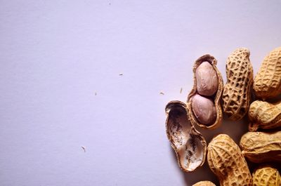 High angle view of shells on white background