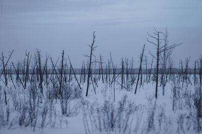 Plants on snow covered land against sky