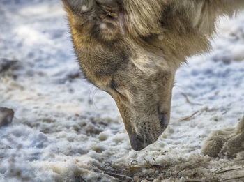 Close-up of wolf in winter