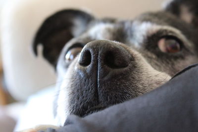 Close-up portrait of a dog