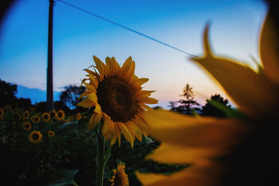 Close-up of sunflower against sky