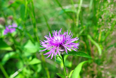 Close-up of purple flower on field