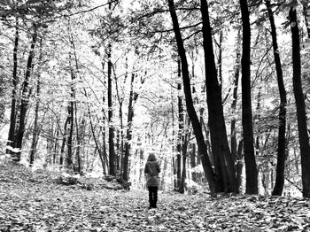 Silhouette of trees in forest