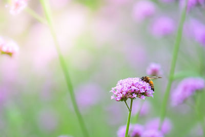 Close-up of insect on purple flower