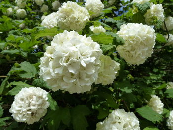 Close-up of white hydrangea blooming outdoors