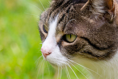 Close-up of a cat looking away