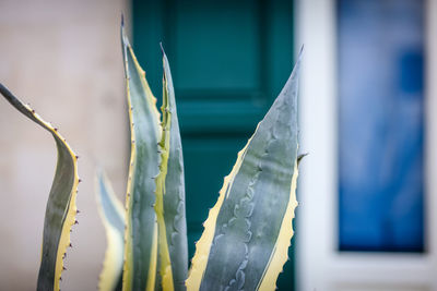 Close-up of plants against window