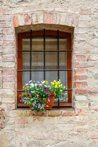 Potted plant on window of building