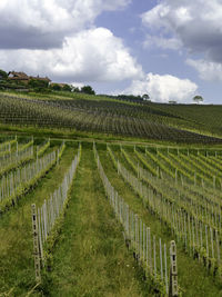 Scenic view of vineyard against sky