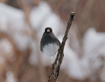 Close-up of bird perching on branch