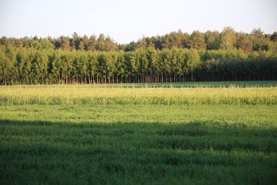 Scenic view of rural landscape