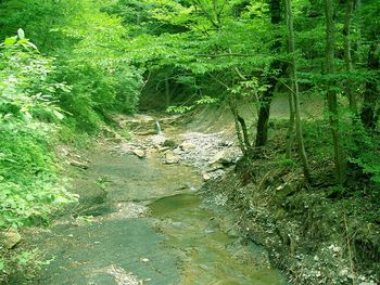 Stream in forest