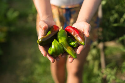 Harvest time of organic fruits and vegetables in the garden.