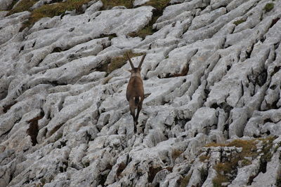 Deer standing on rock