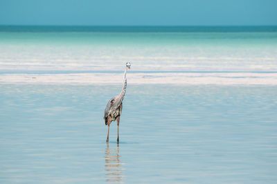 Bird flying over sea against sky