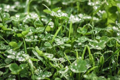 Close-up of wet plant leaves during rainy season