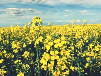 Yellow flowering plants on field against sky