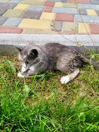 High angle view of cat on field