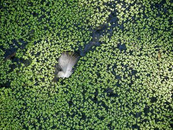 High angle view of feather with algae in pond