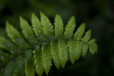 Close-up of fern