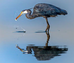 Black heron while catching a fish from the sea