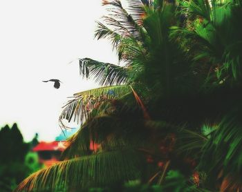 Bird flying by palm tree against sky