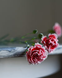 Close-up of pink carnation on grey table