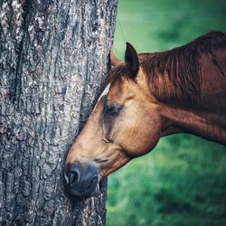 Close-up of a horse on tree trunk