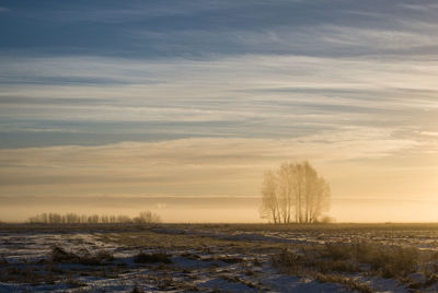 Trees on snow covered field against sky